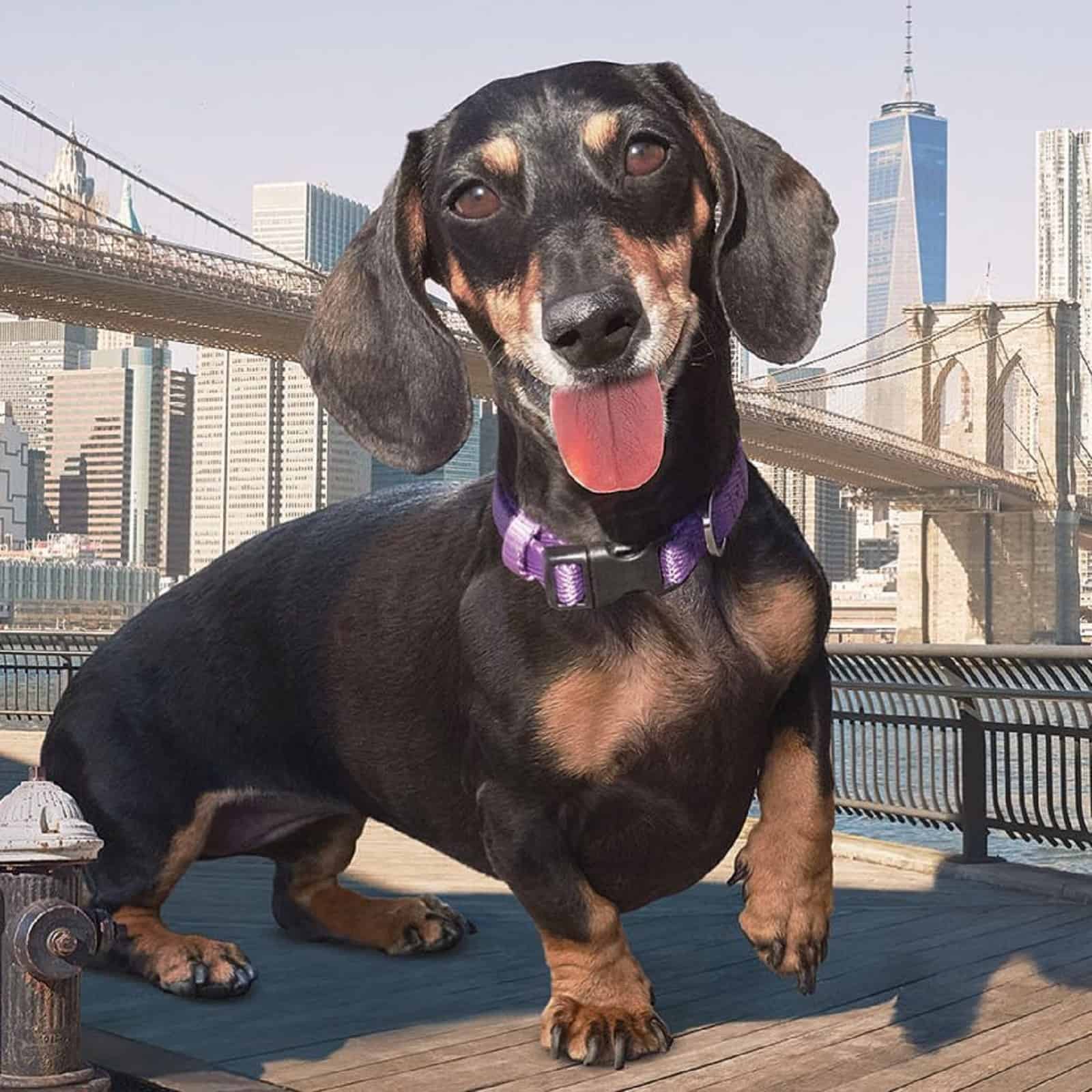 giant dachshund dog under the bridge