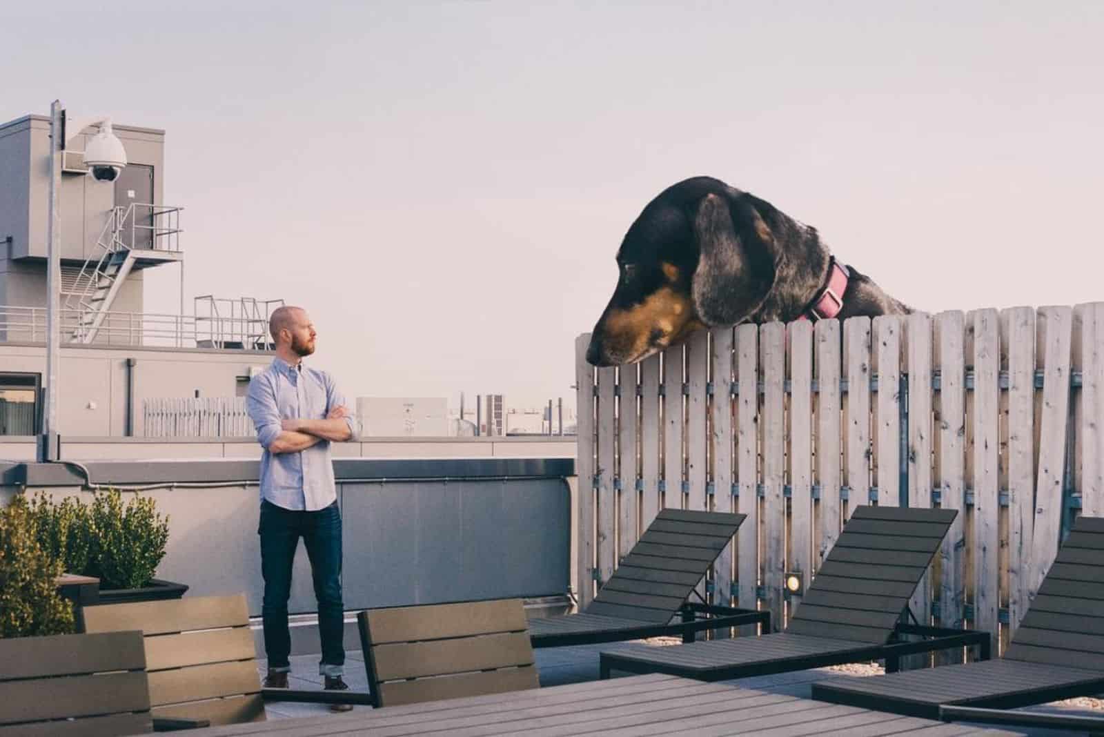 giant dachshund looking over the fence at her owner