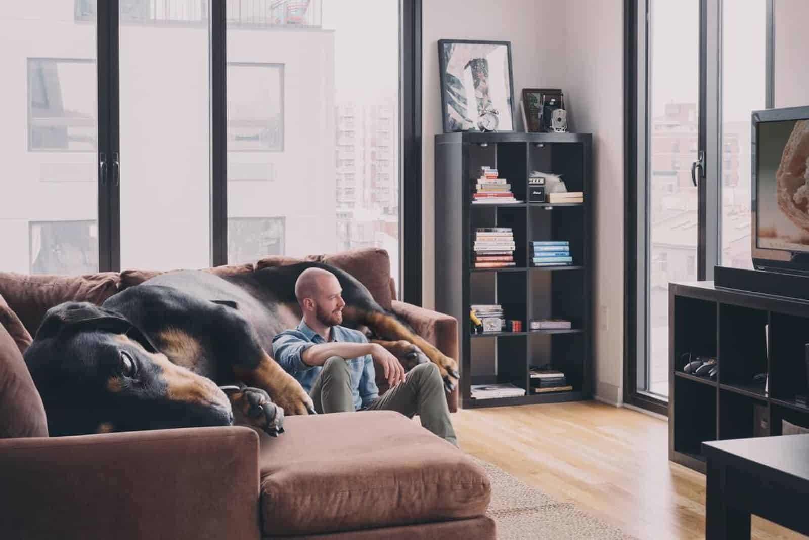 giant dachshund lying on the couch beside her owner