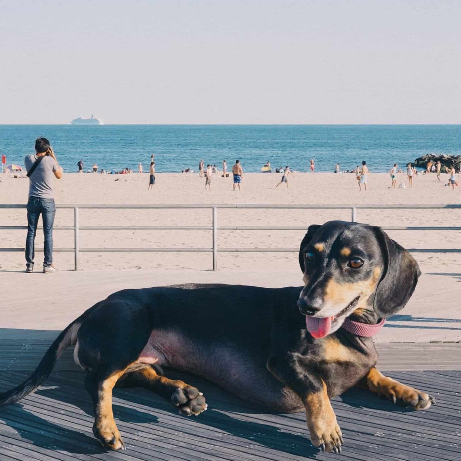 giant dachshund lying on wooden porch on the beach