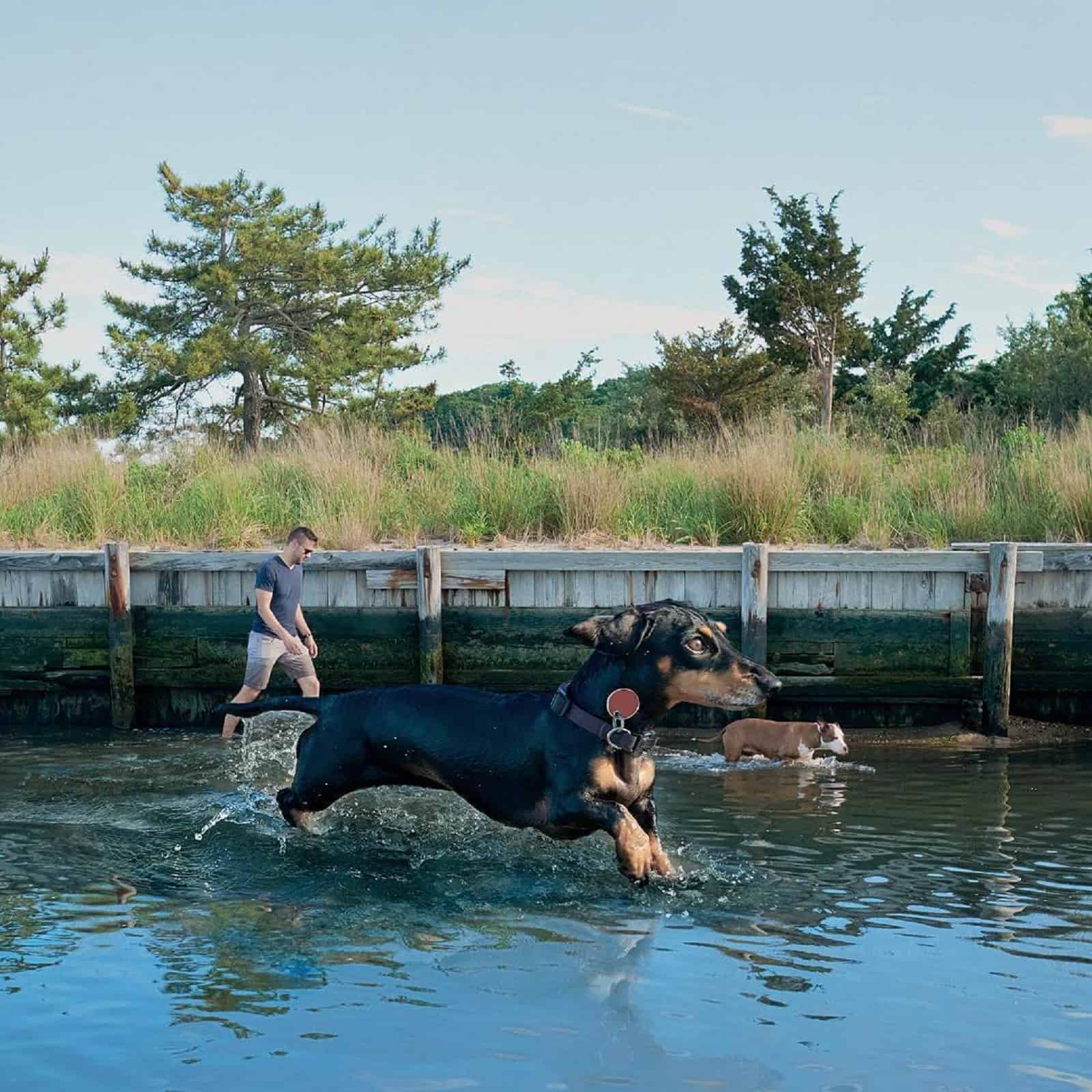 giant dachshund running in water with her owner and another dog