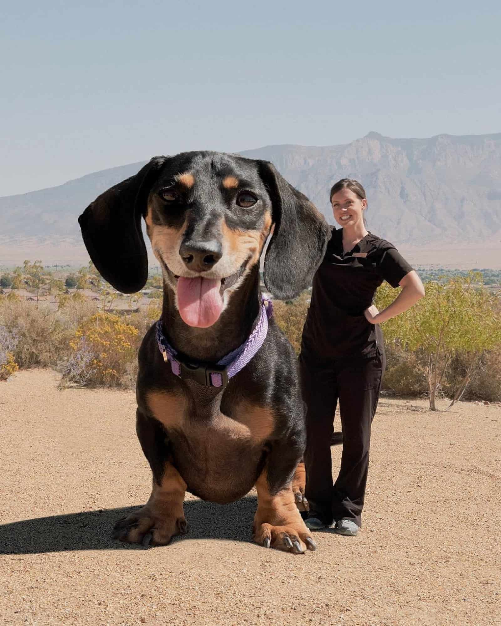 giant dachshund sitting beside a woman in nature