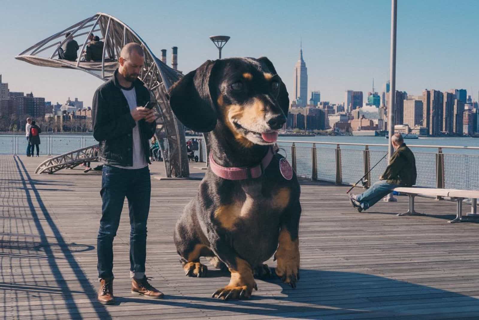 giant dachshund sitting beside her owner on wooden porch