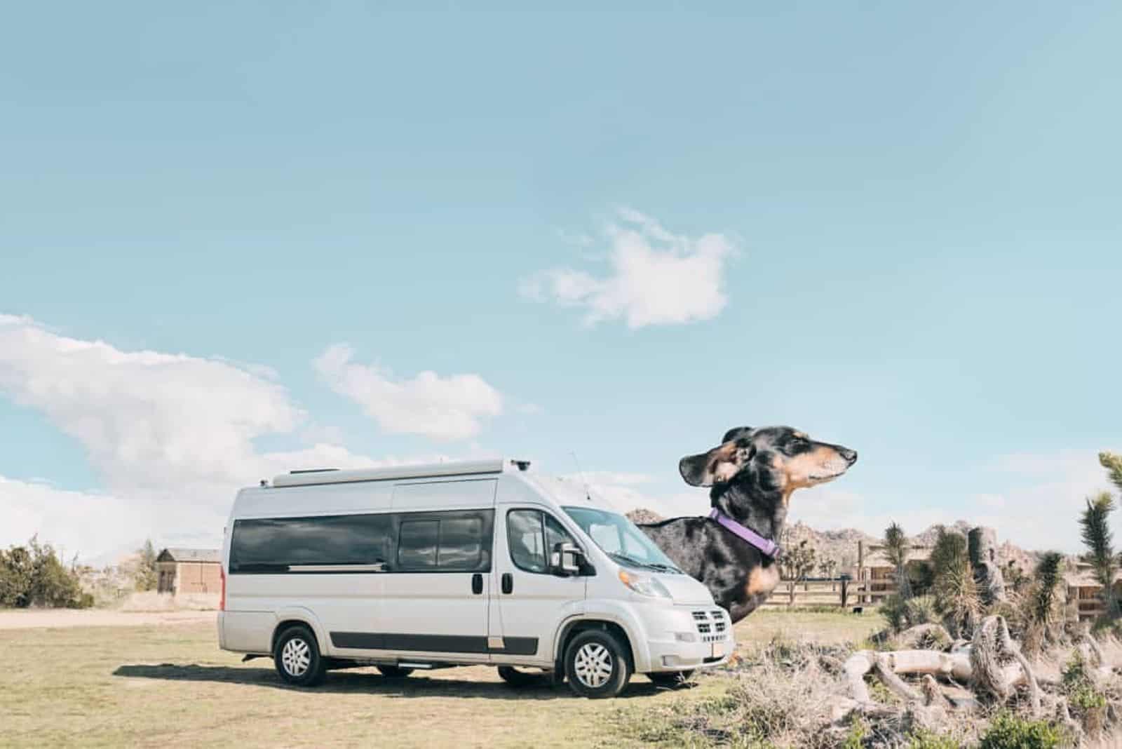 giant dachshund standing beside camper in nature