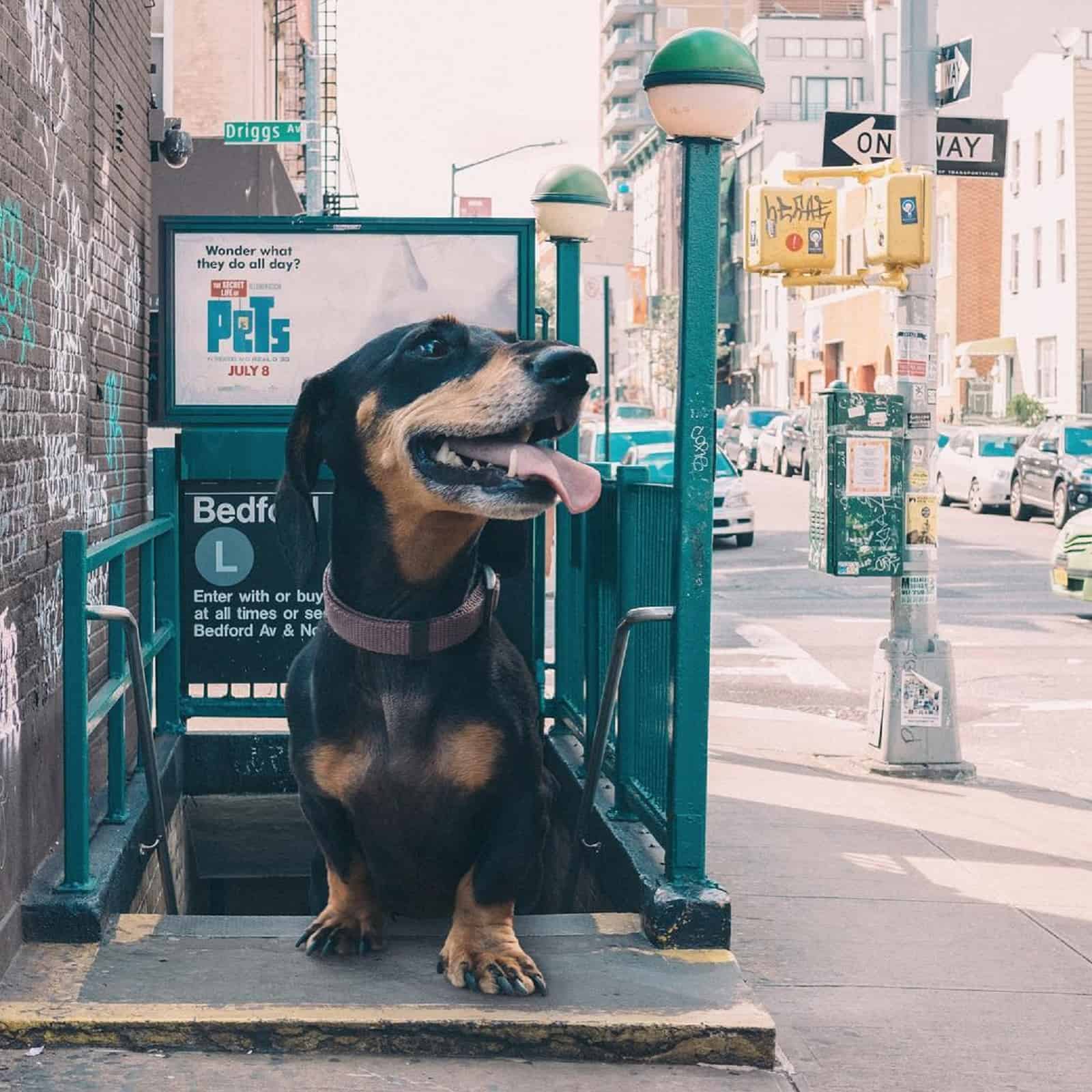 giant dachshund standing on subway stairs ready for his first ride