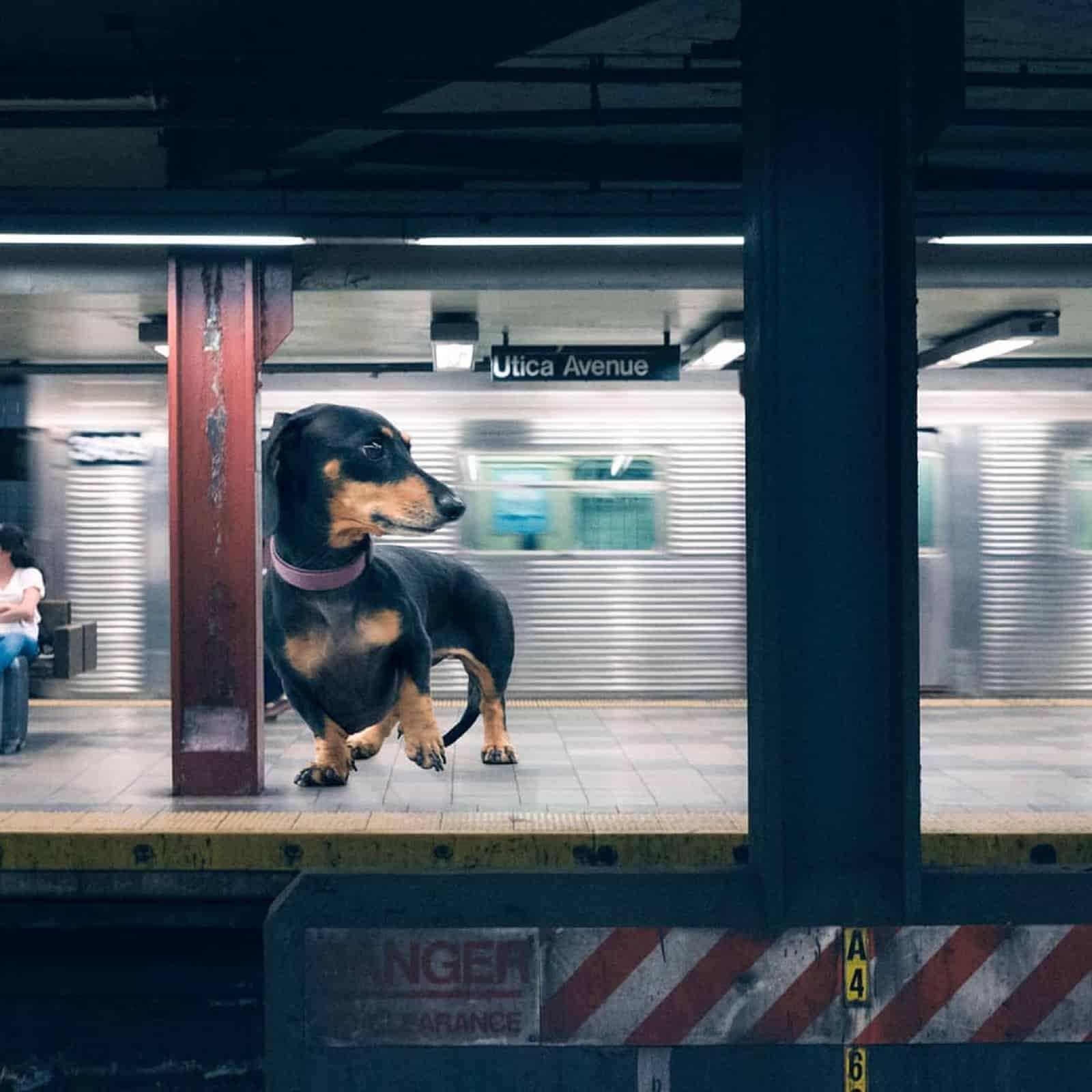 giant dachshund waiting for a train at subway