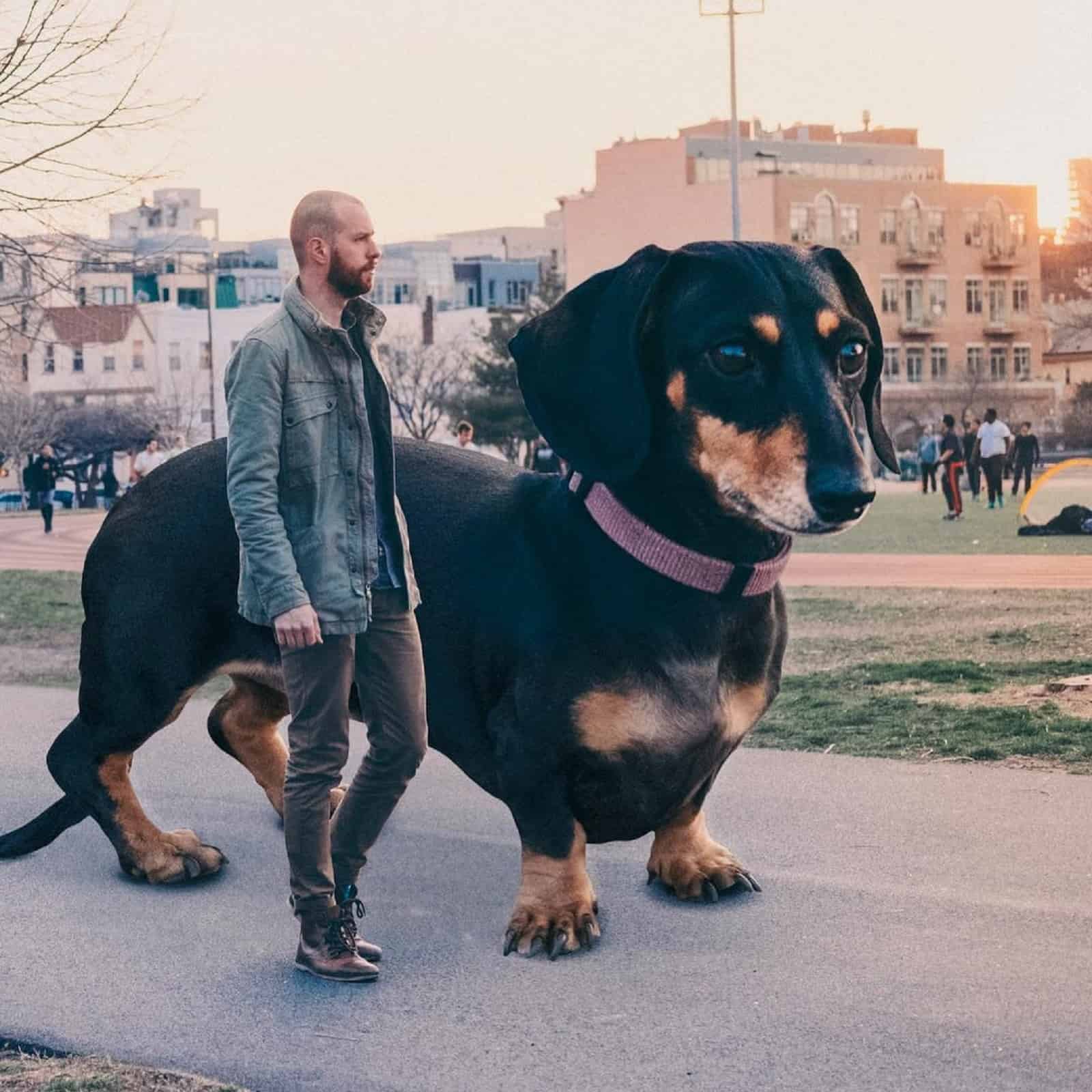 giant dachshund walking with her owner in the park