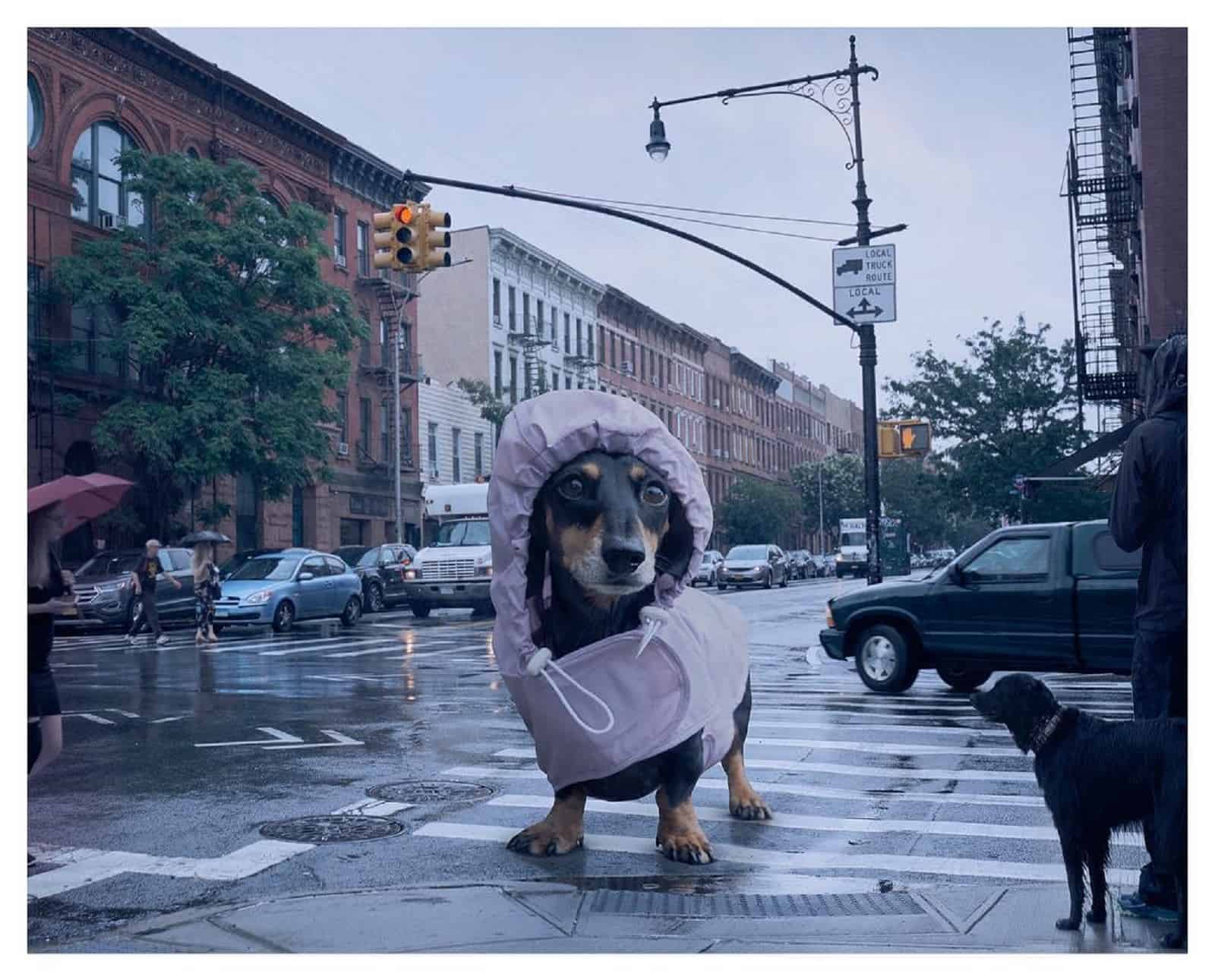 giant dachshund wearing raincoat standing on the street