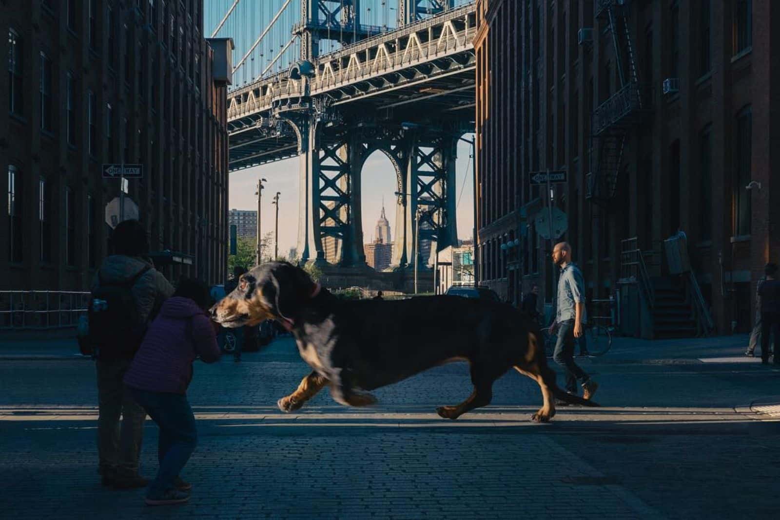 giant dachshund on street