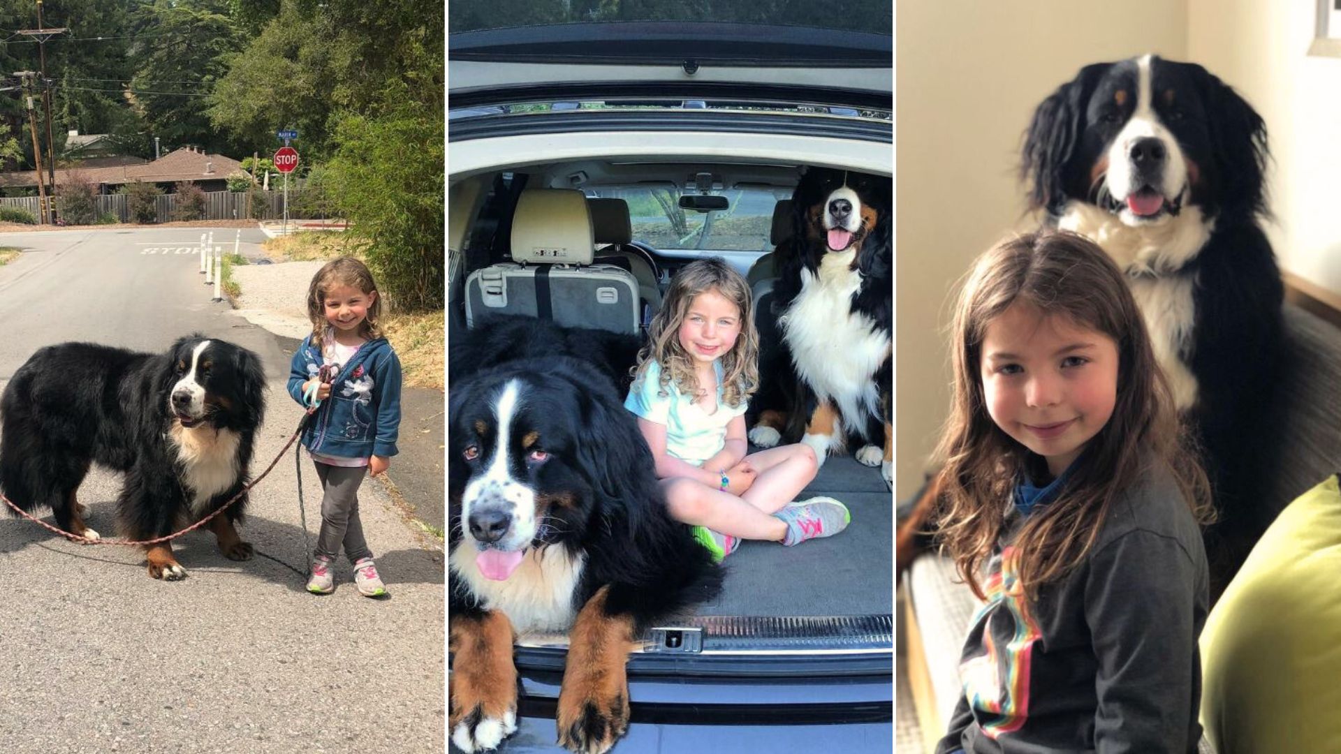 Giant Dogs And Their Little Hooman Sister Are Best Friends In The World