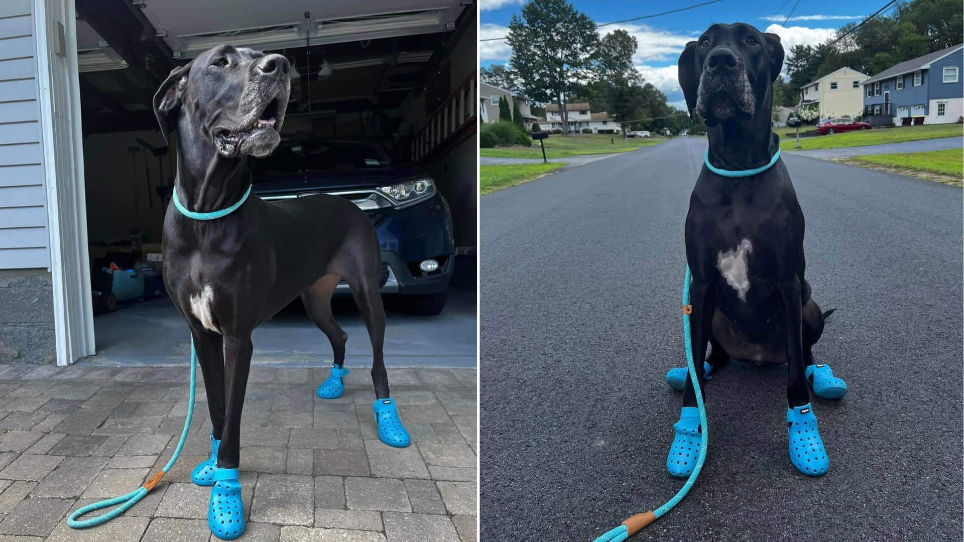 I Bet You’ve Never Seen A Great Dane Wearing Crocs