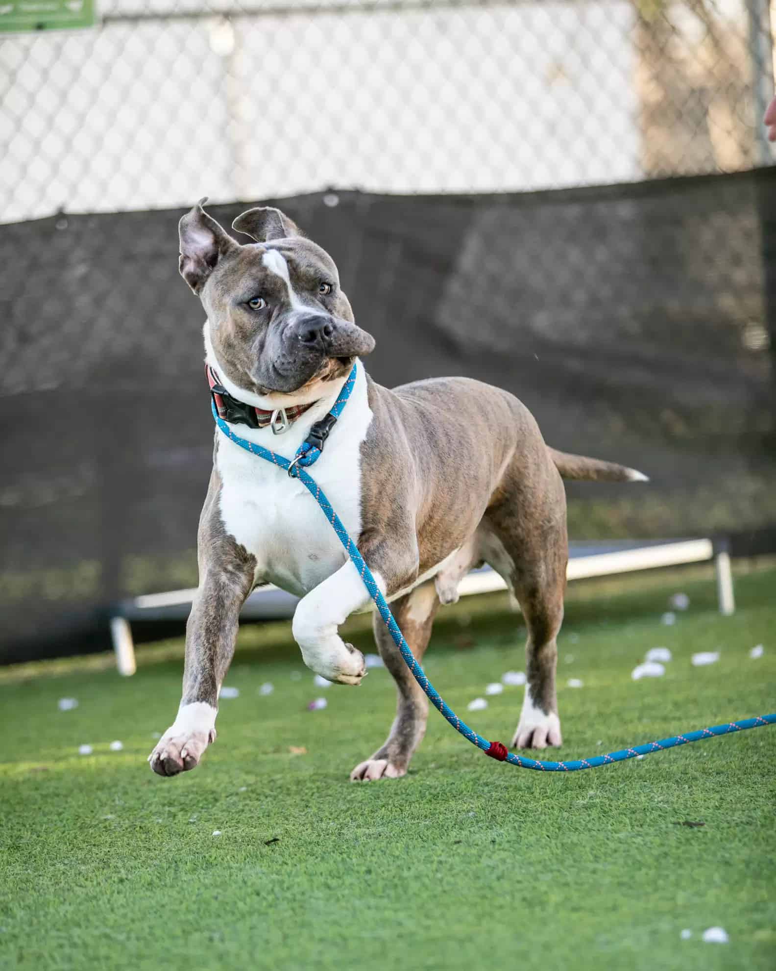 giant pitbull running