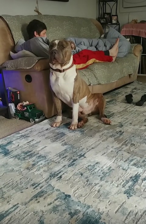 giant pitbull sitting by the couch