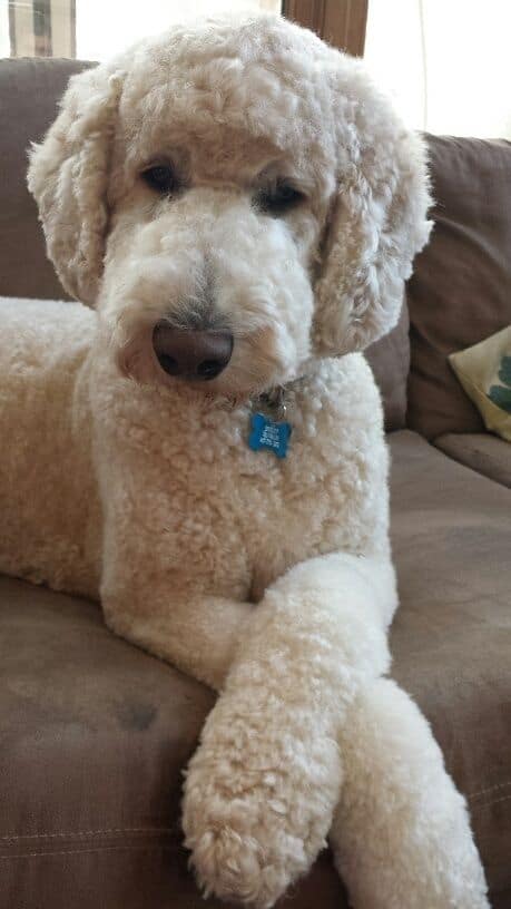 Giant Poodle sitting on the couch