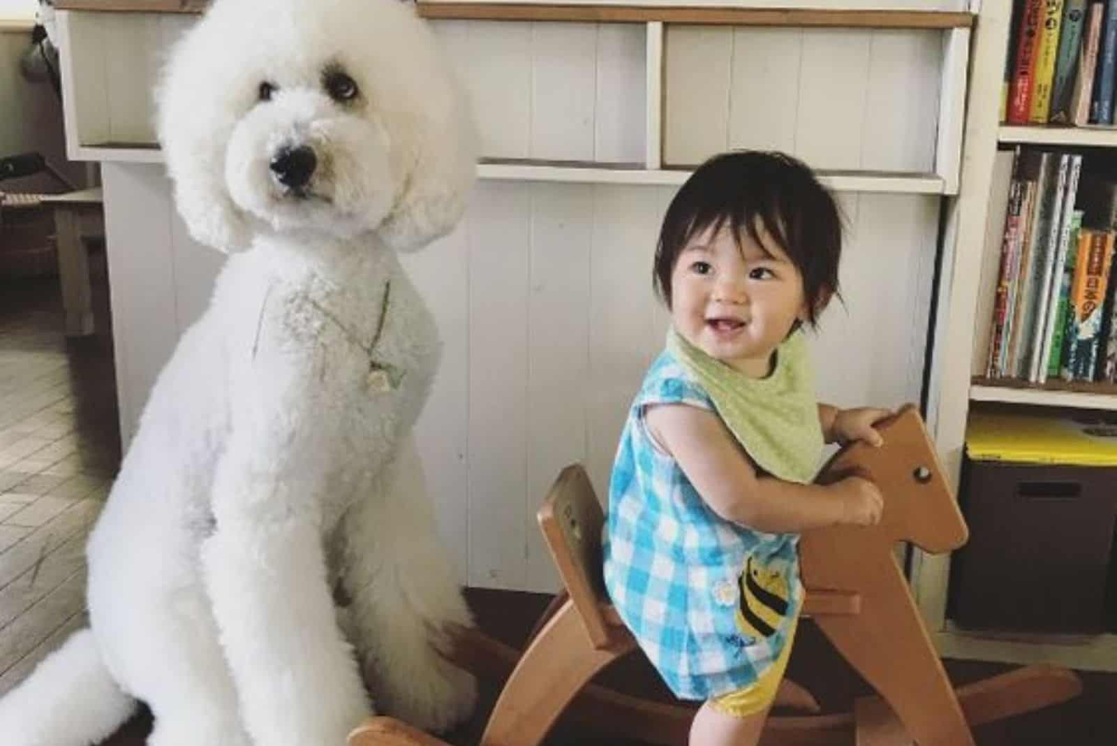 Giant Poodles Are Giant-Hearted Canines For All Family Types