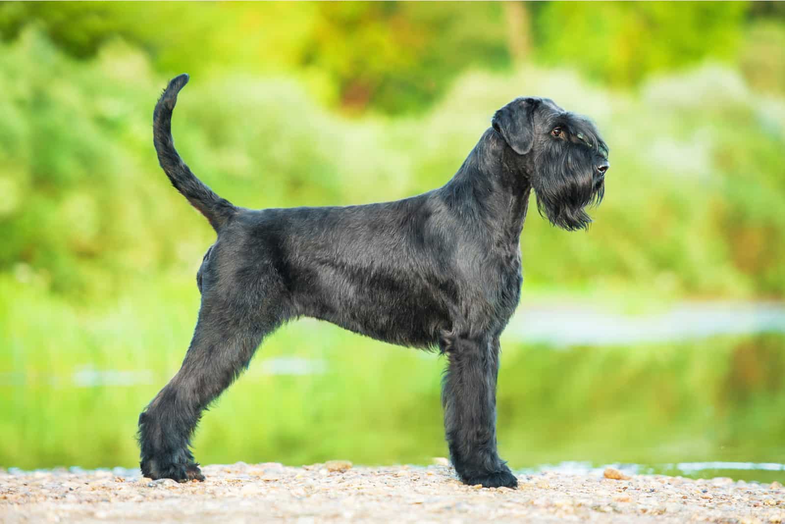 Giant schnauzer dog