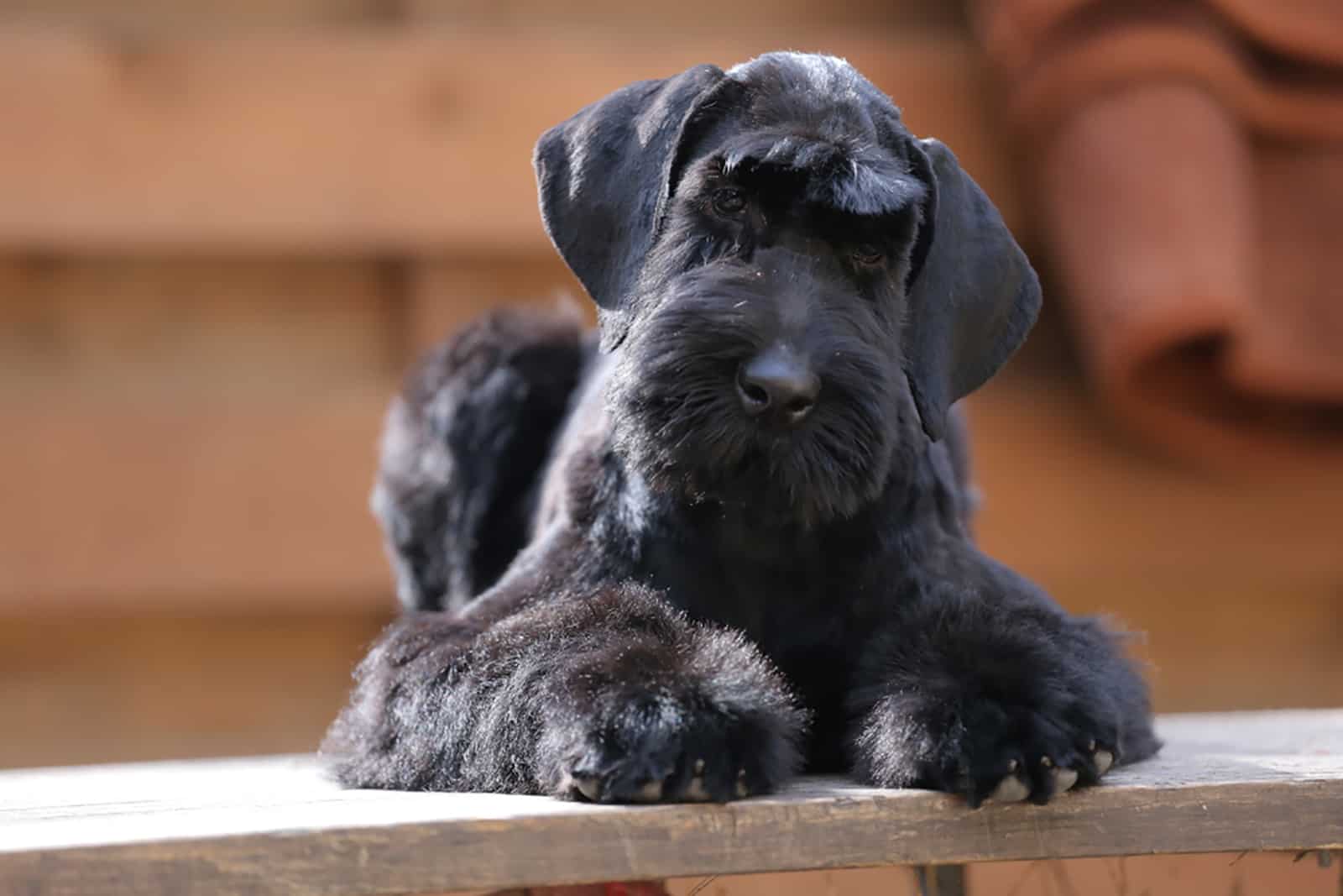 giant schnauzer dog sitting on the bench