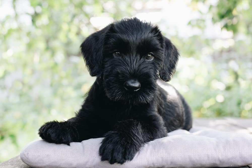 giant schnauzer puppy lying on a pillow outdoors