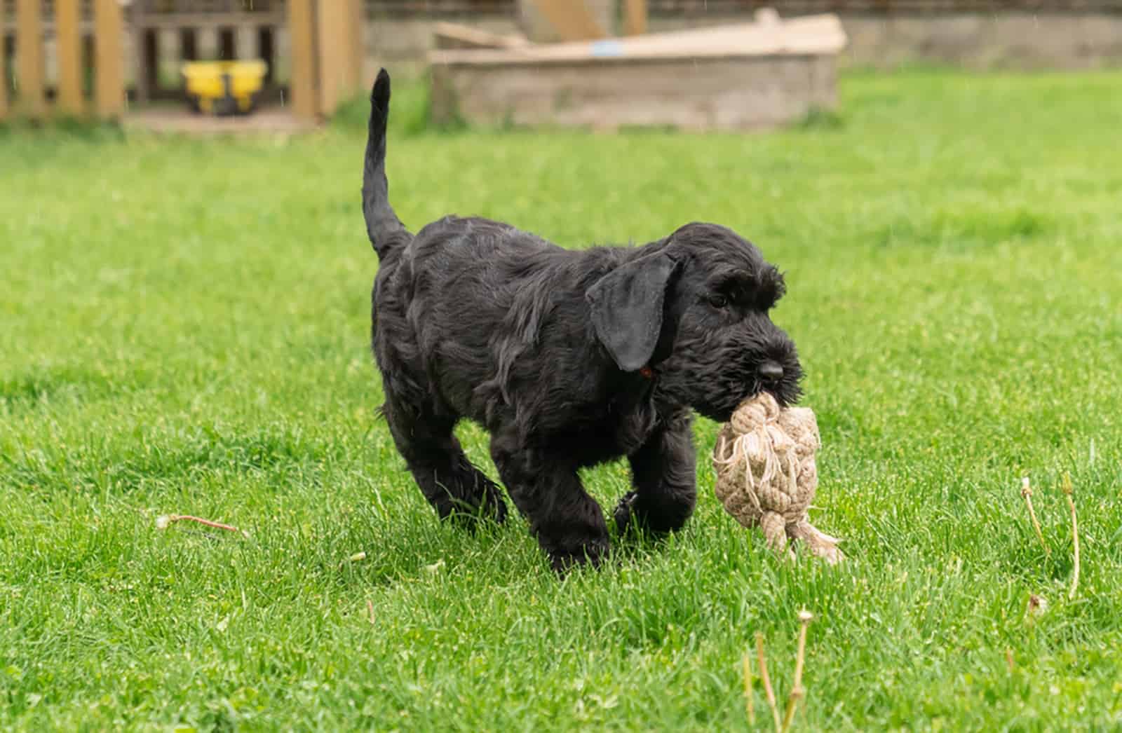 giant schnauzer puppy playing in the garden