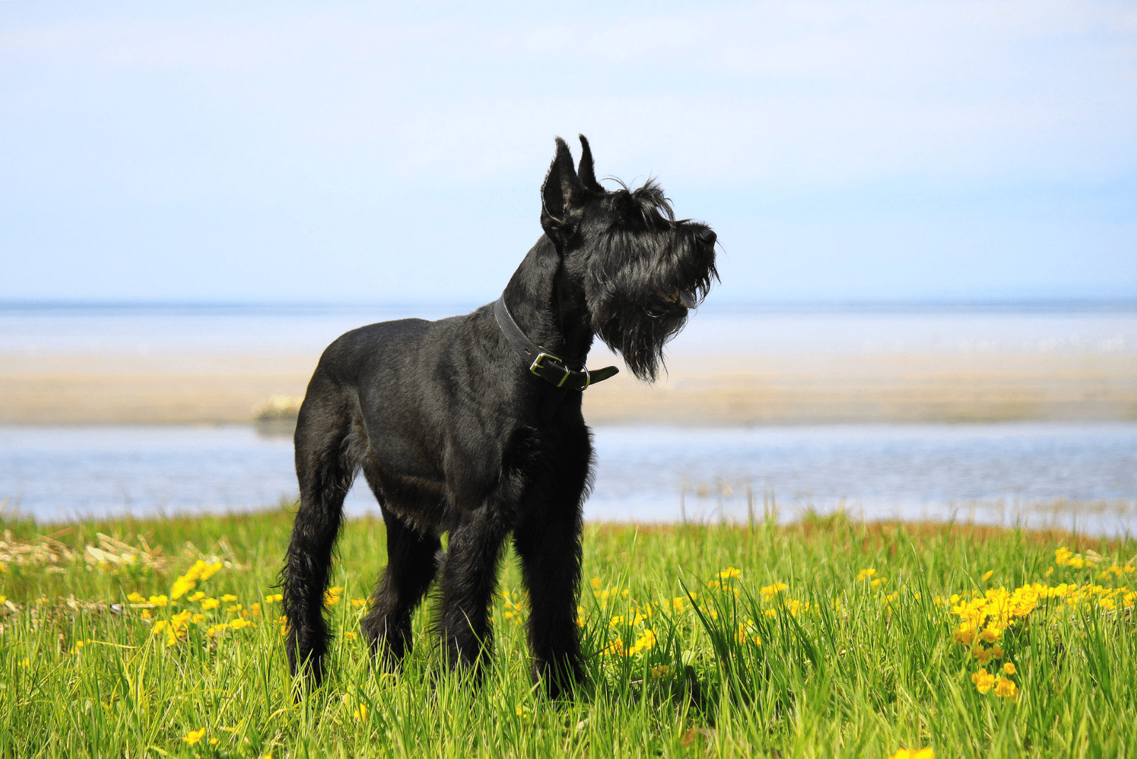 Giant Schnauzer standing in a field