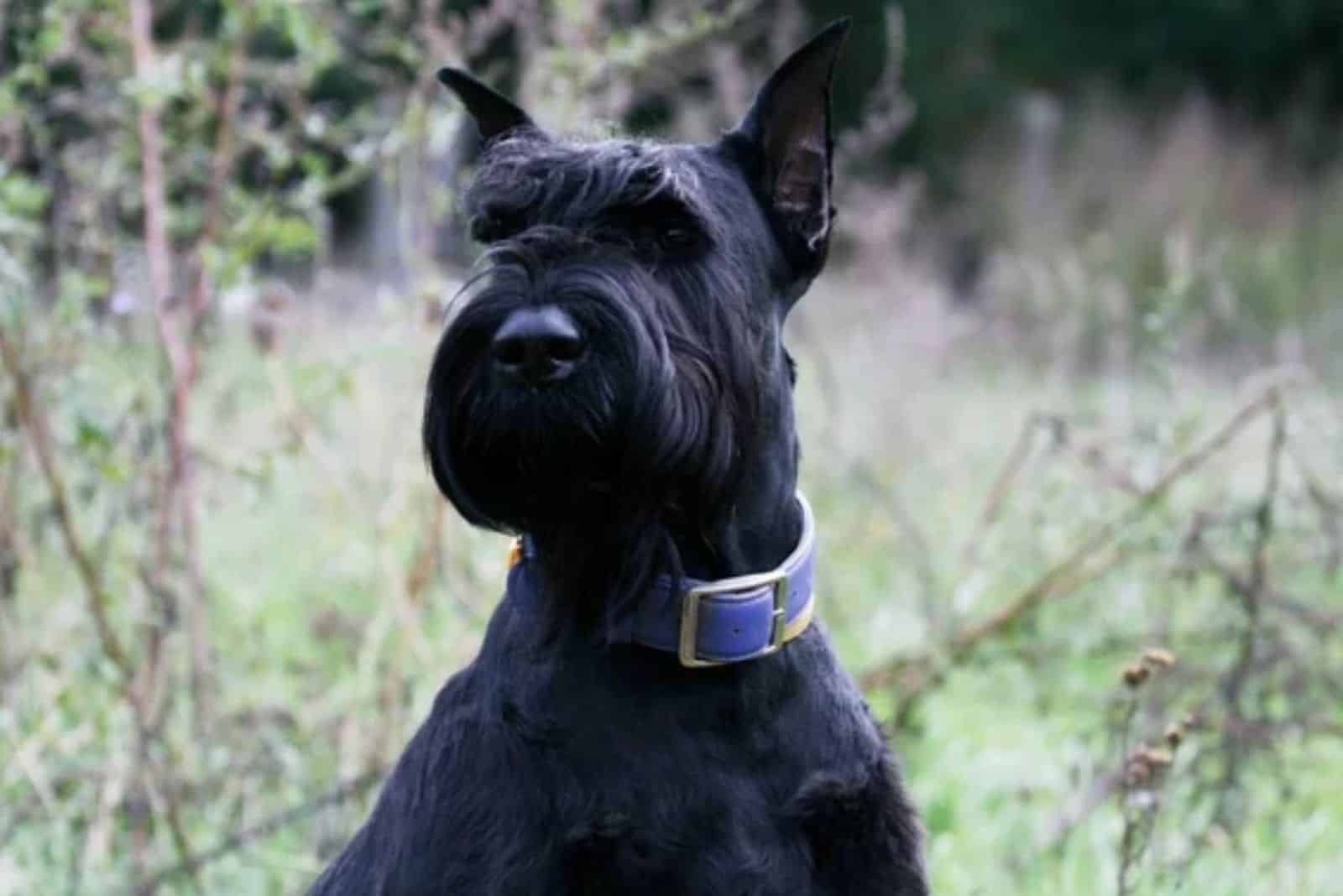 giant schnauzer in nature