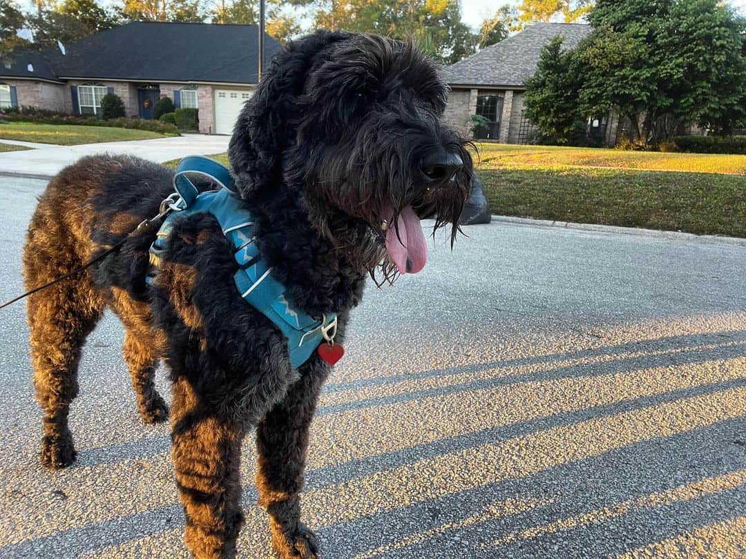 Giant Schnoodle