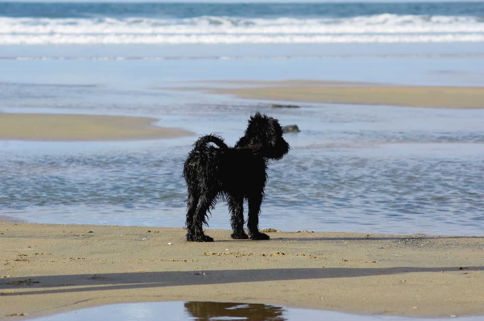 Giant Schnoodle