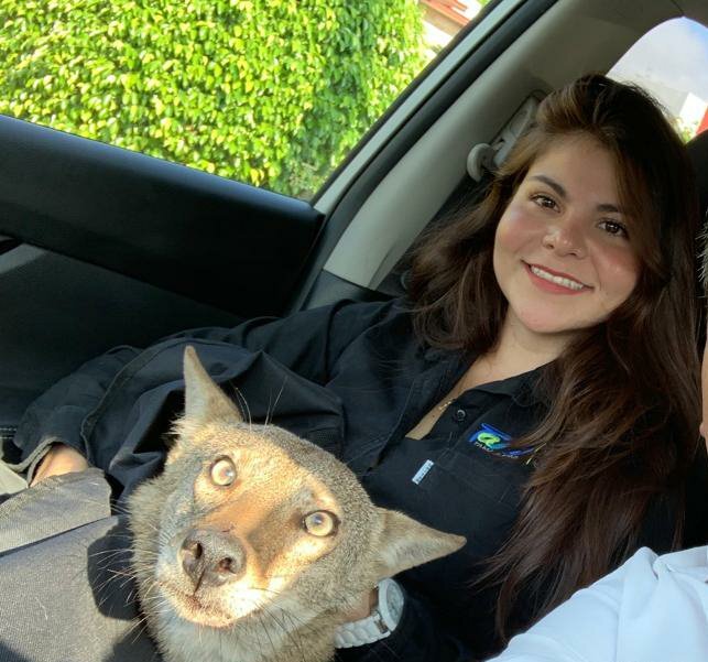 Girl and coyote in the car