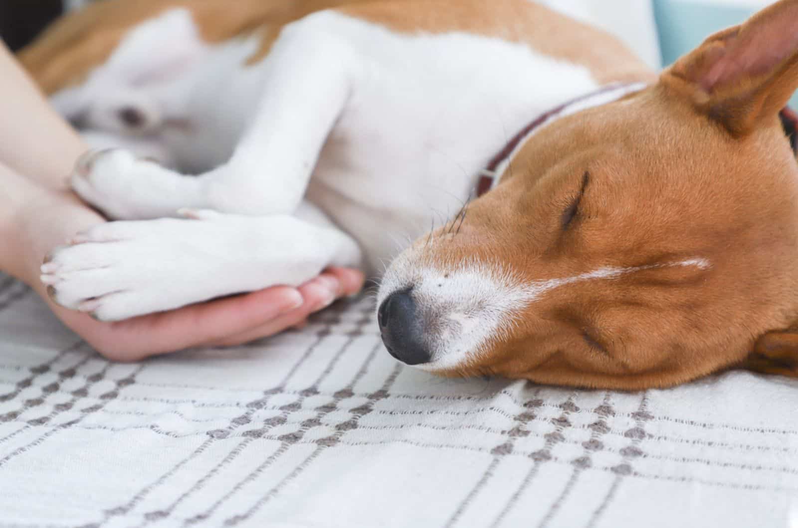 girl holding a dog's paws  while he is lying on the floor