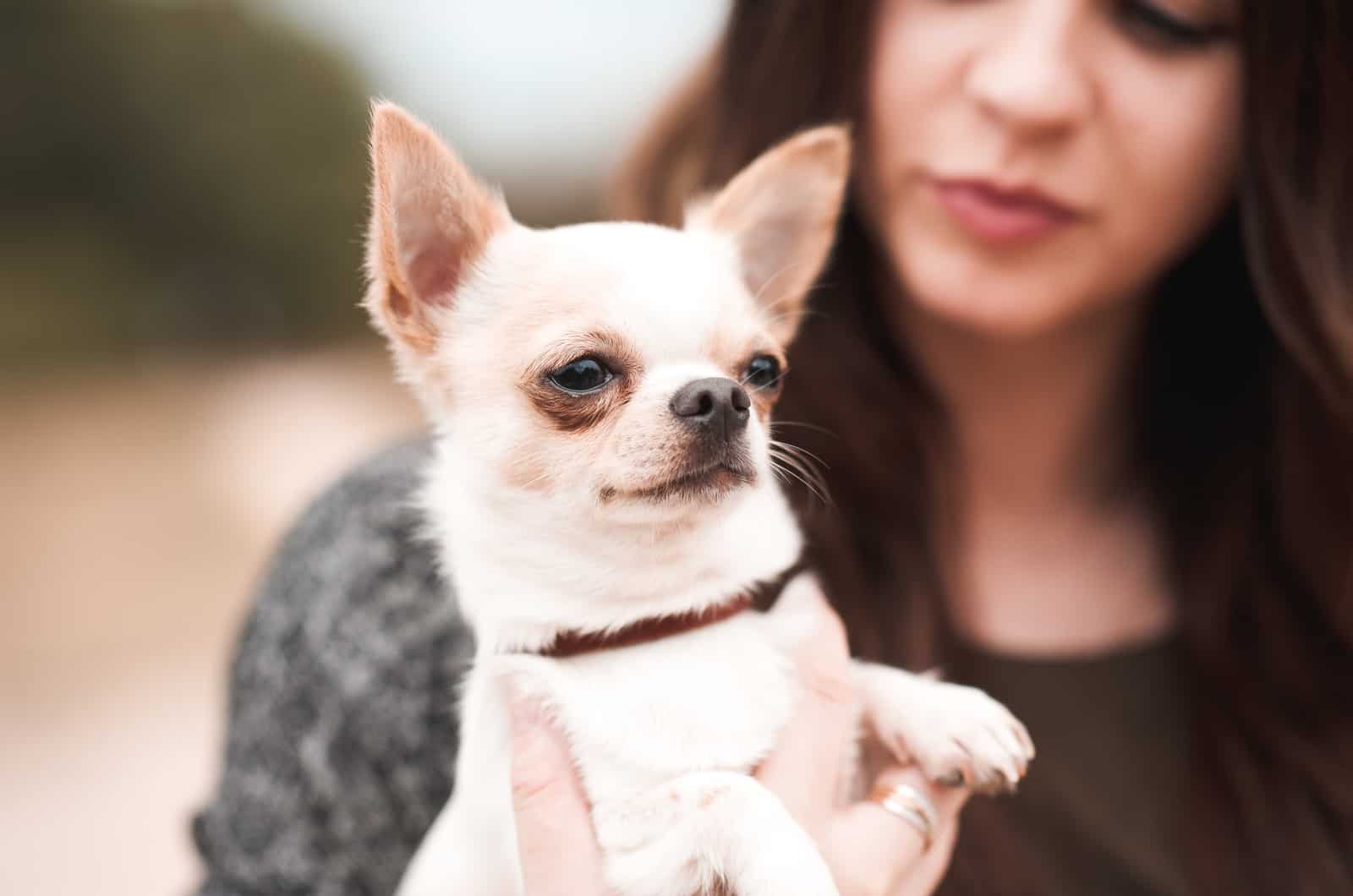 girl holding her chihuahua pet