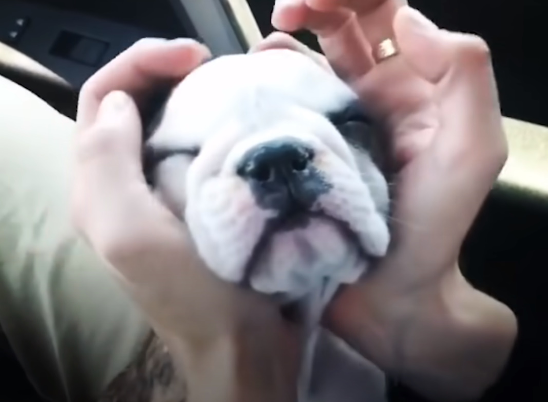 girl holding her puppy