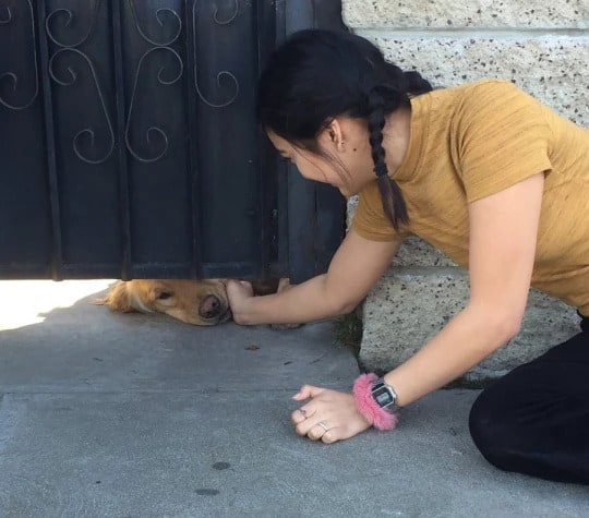 Girl petting the dog