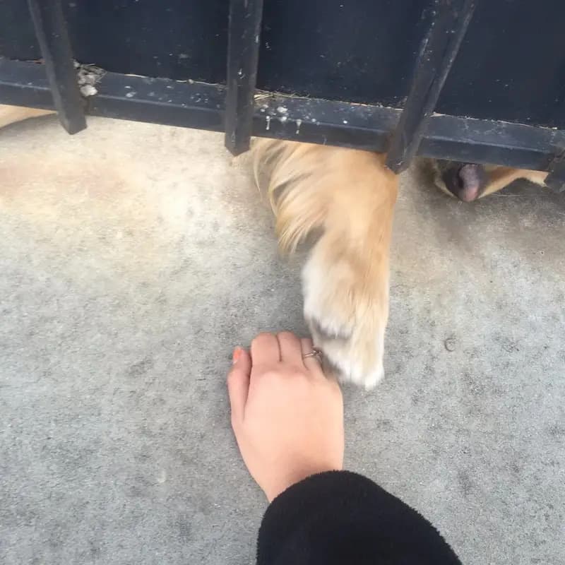 Girl petting the dog tail