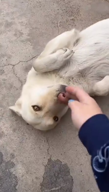 girl playing with dog