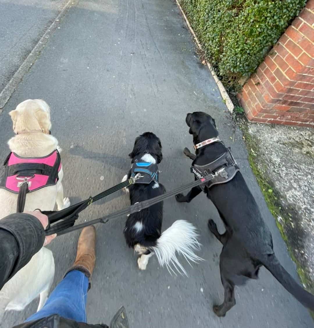 girl walking her dogs