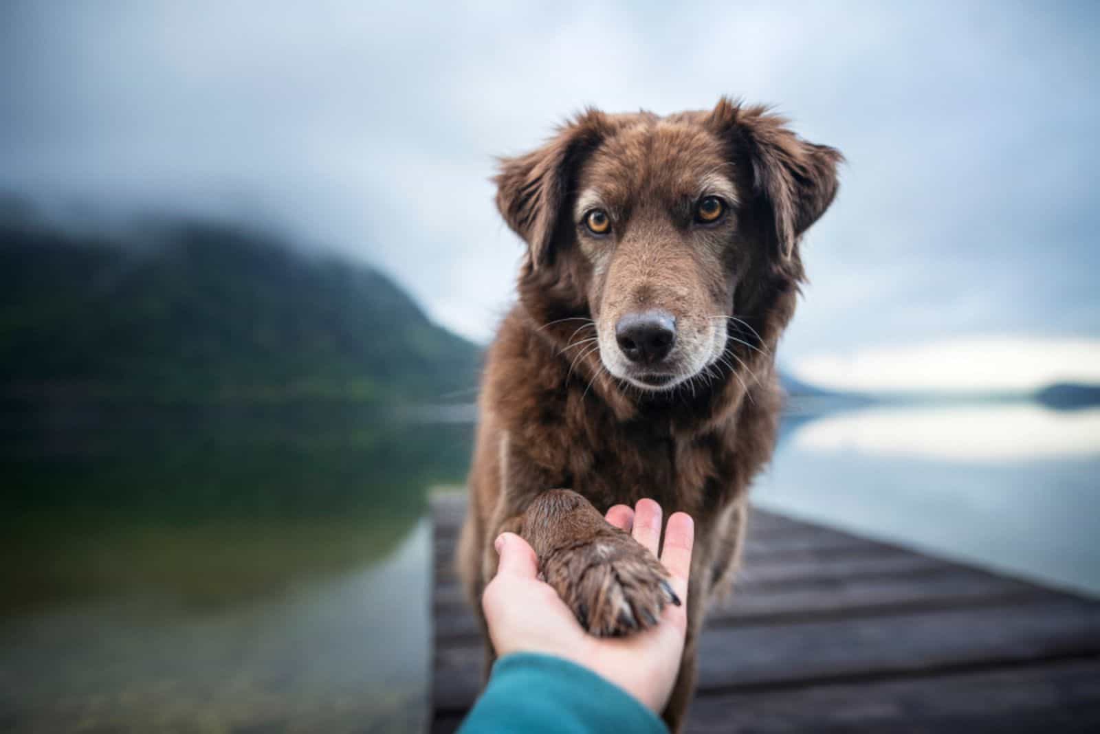 dog gives human paw on the wooden dock