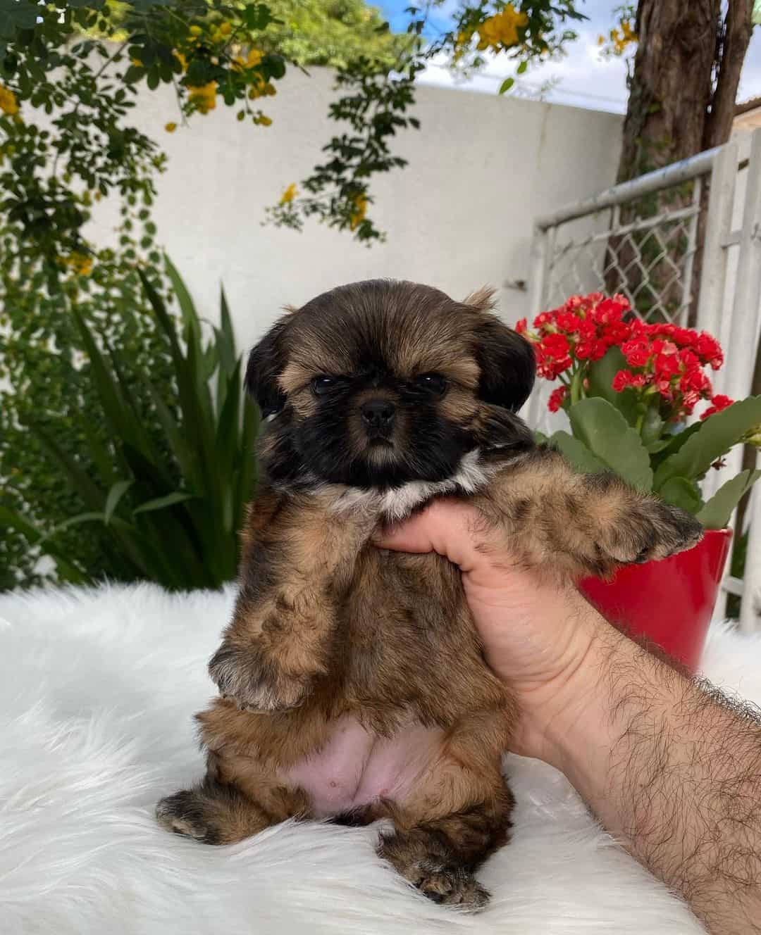 gold brindle shih tzu