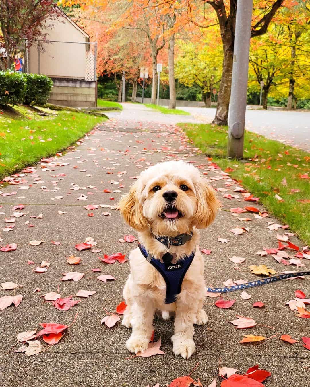 gold cavapoo