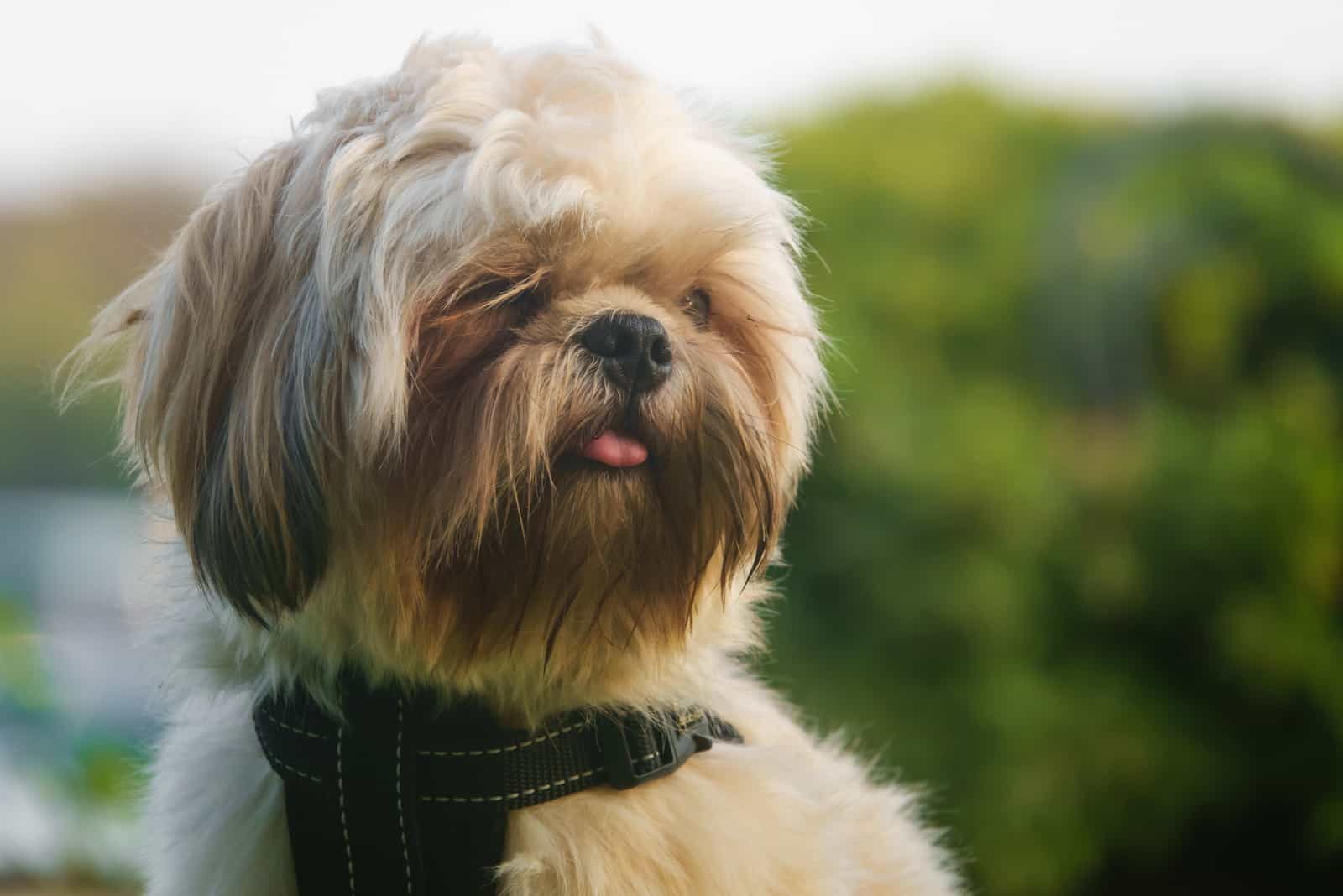 gold mask shih tzu in park