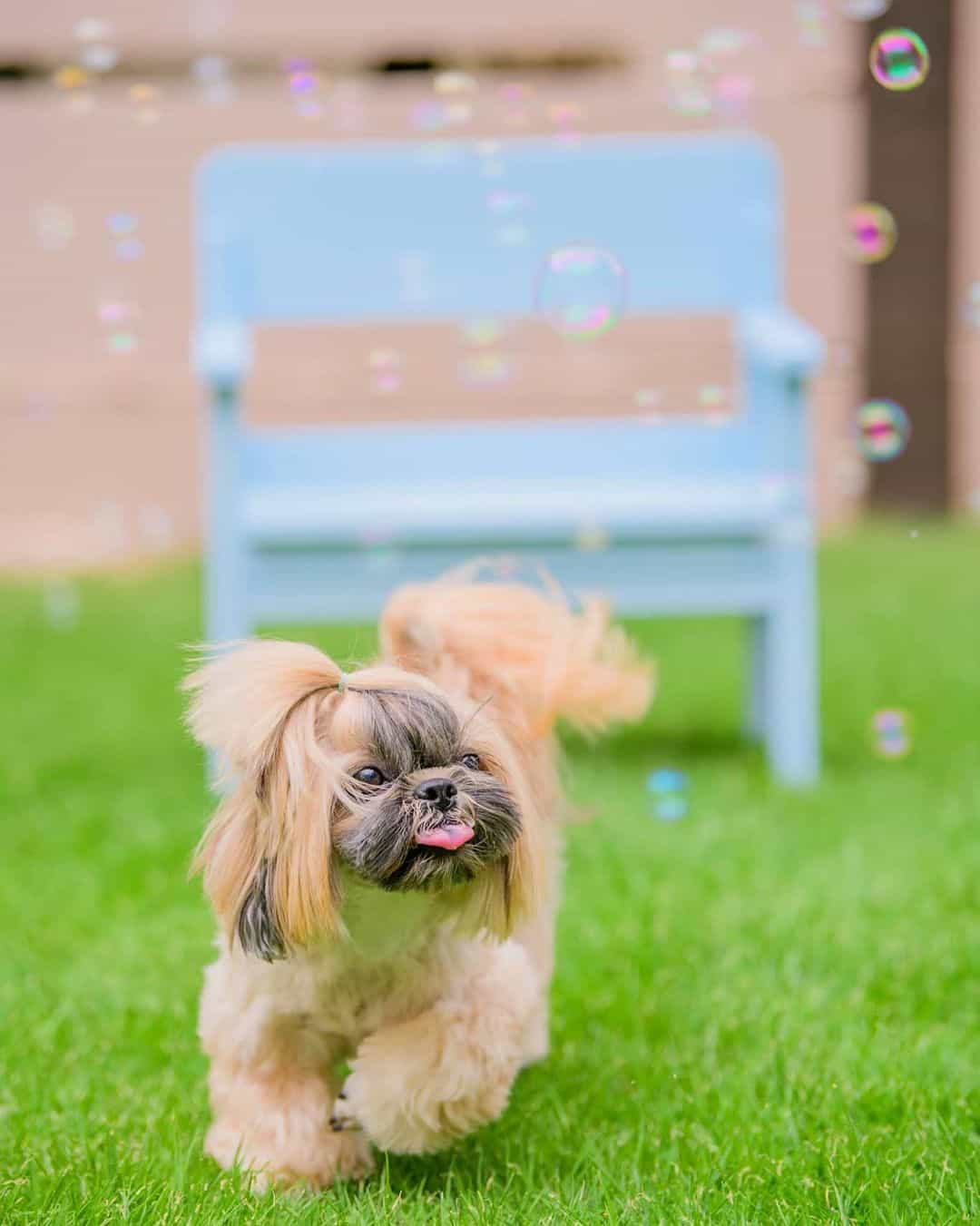 gold shih tzu