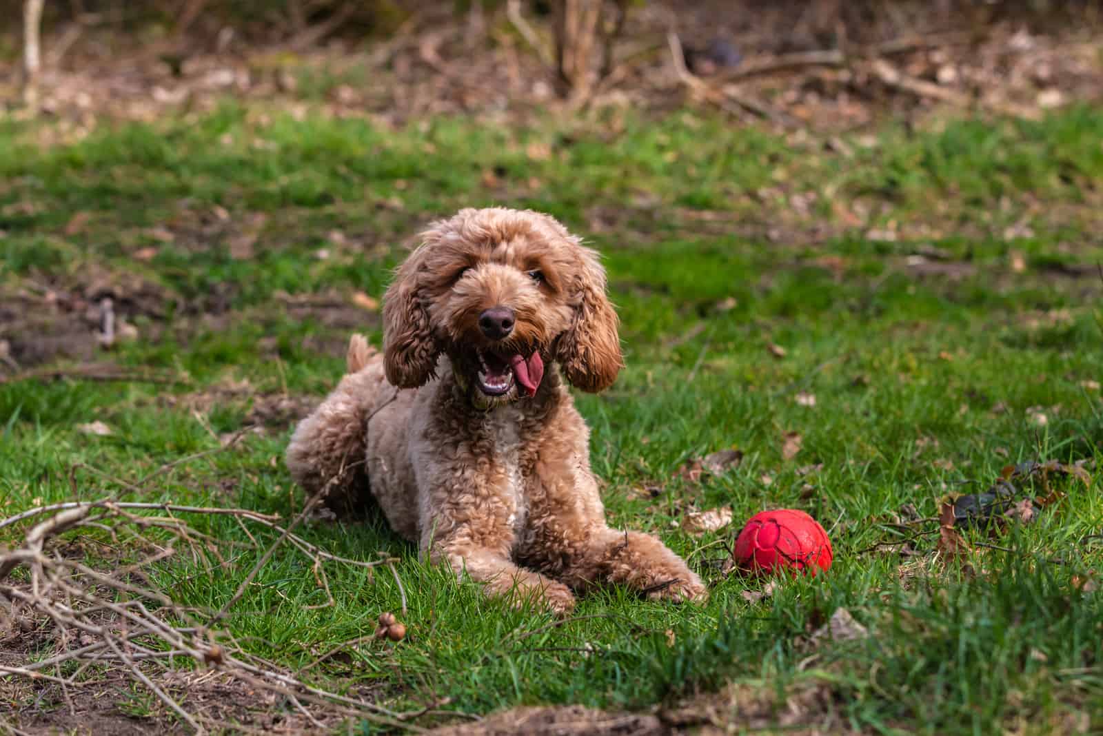 golden cockapoo dog