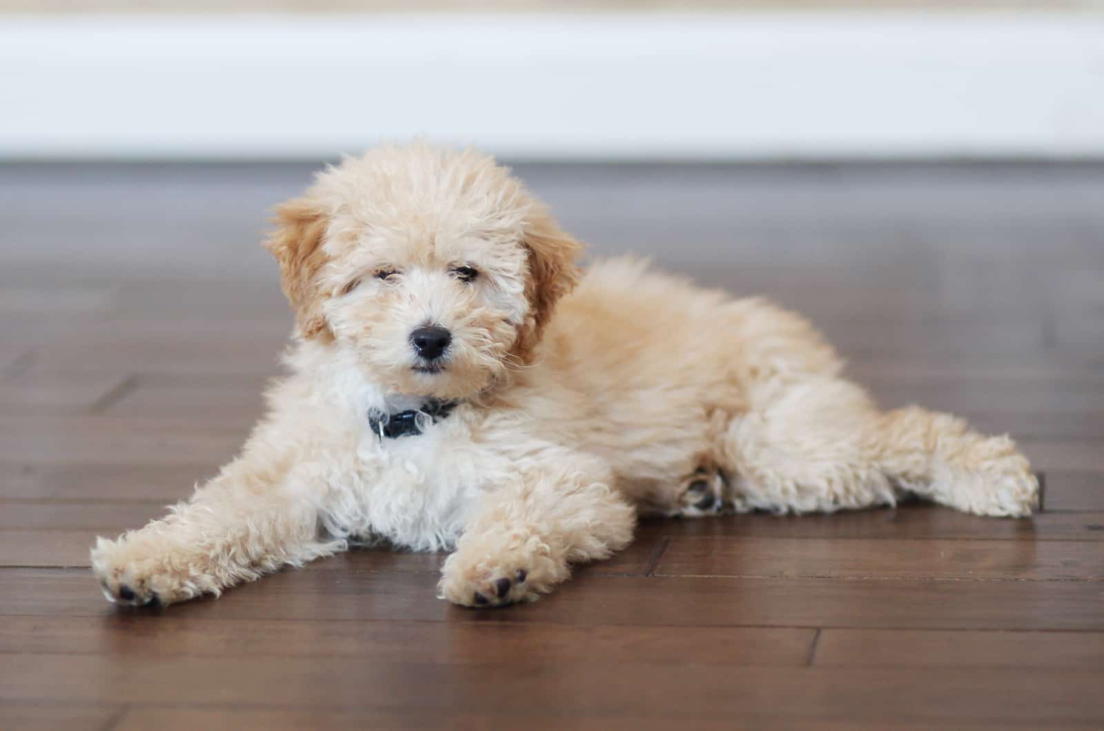 Golden Doodle lies on the floor