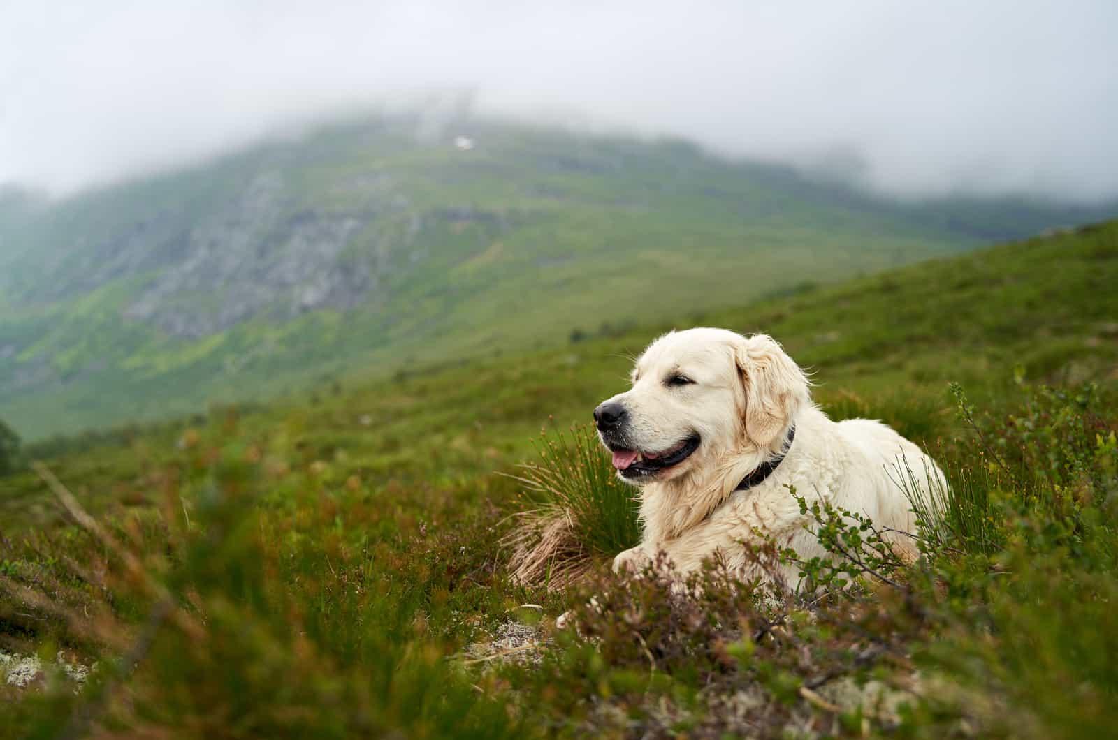 Golden Mountain lies in the green grass