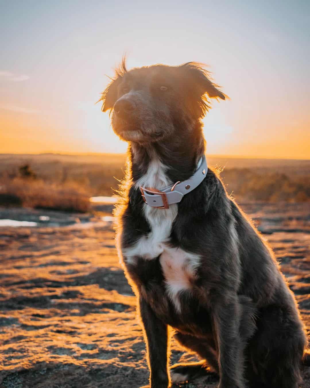 golden pitbull