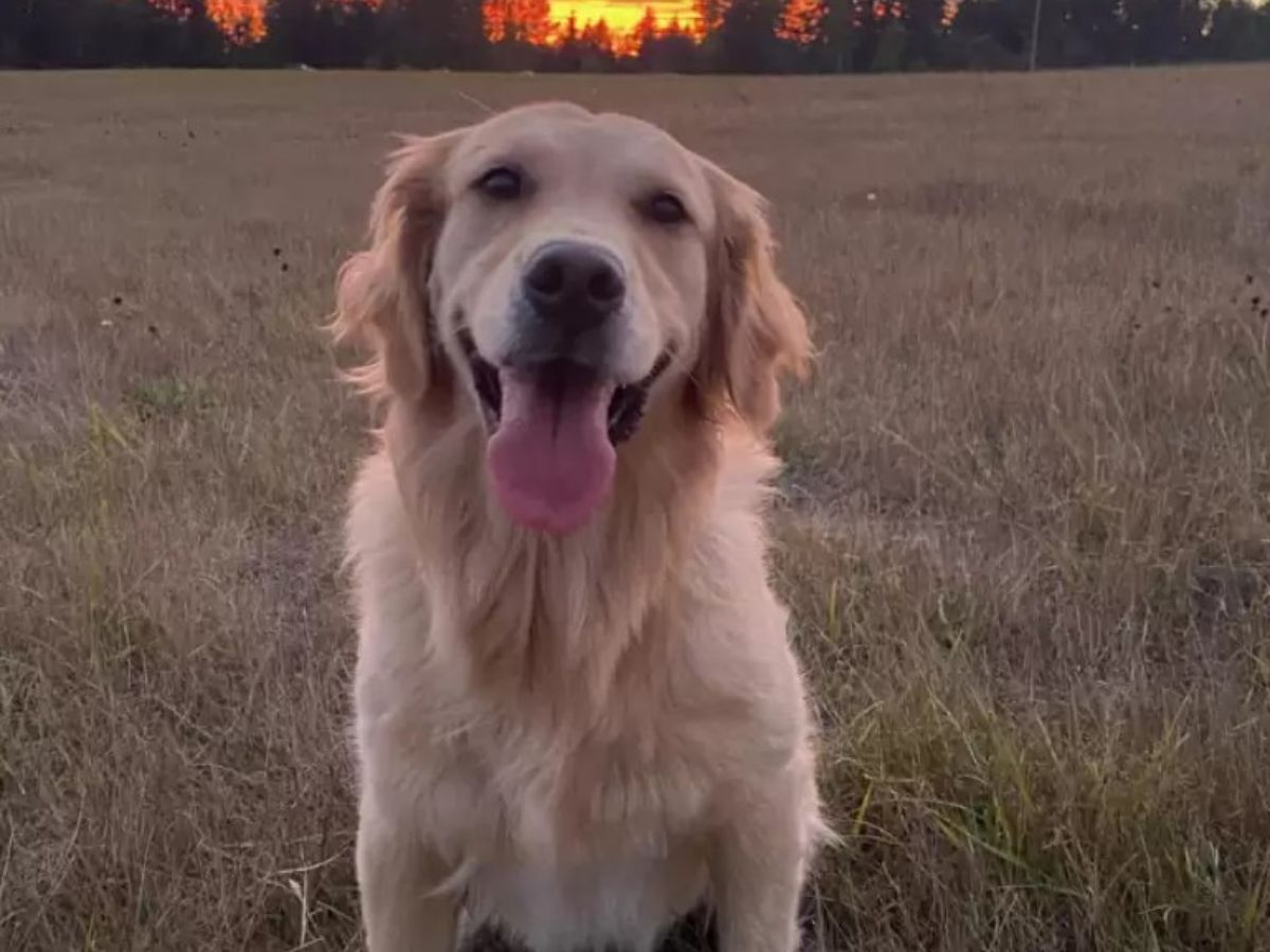 golden pup is sitting in the meadow with his tongue sticking out and looking at the camera