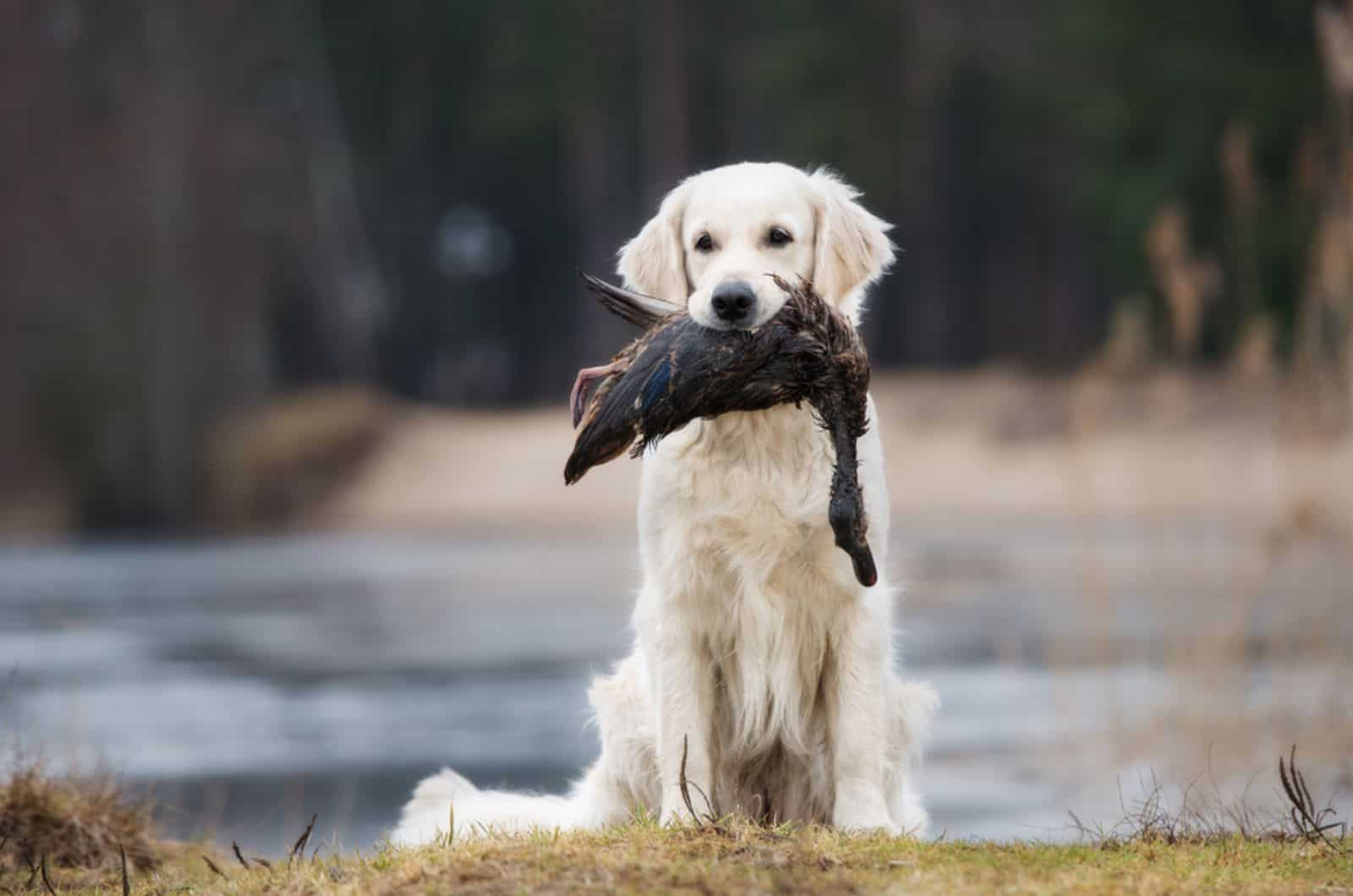 golden retriever holding duck