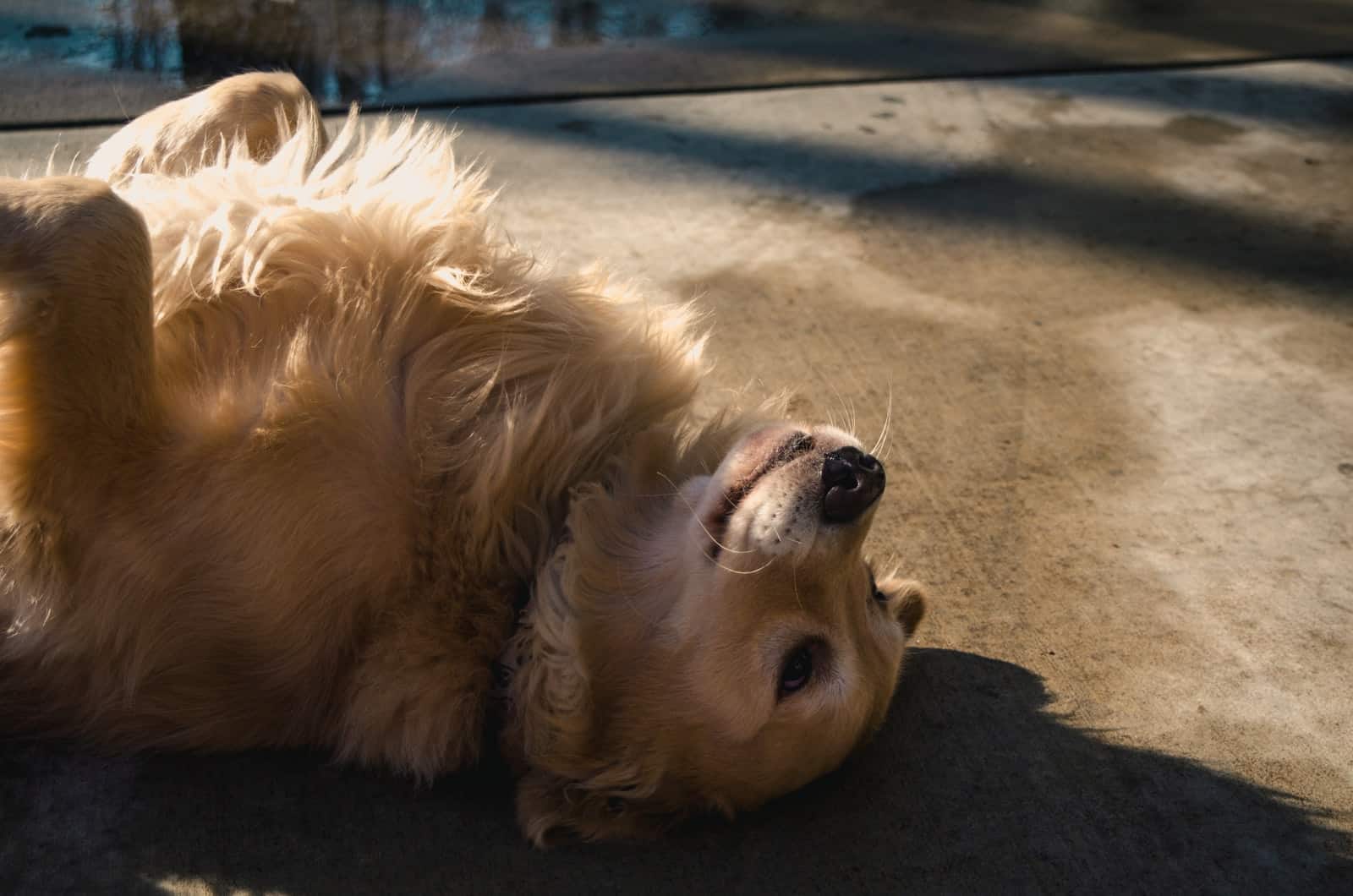 golden retriever lying on floor