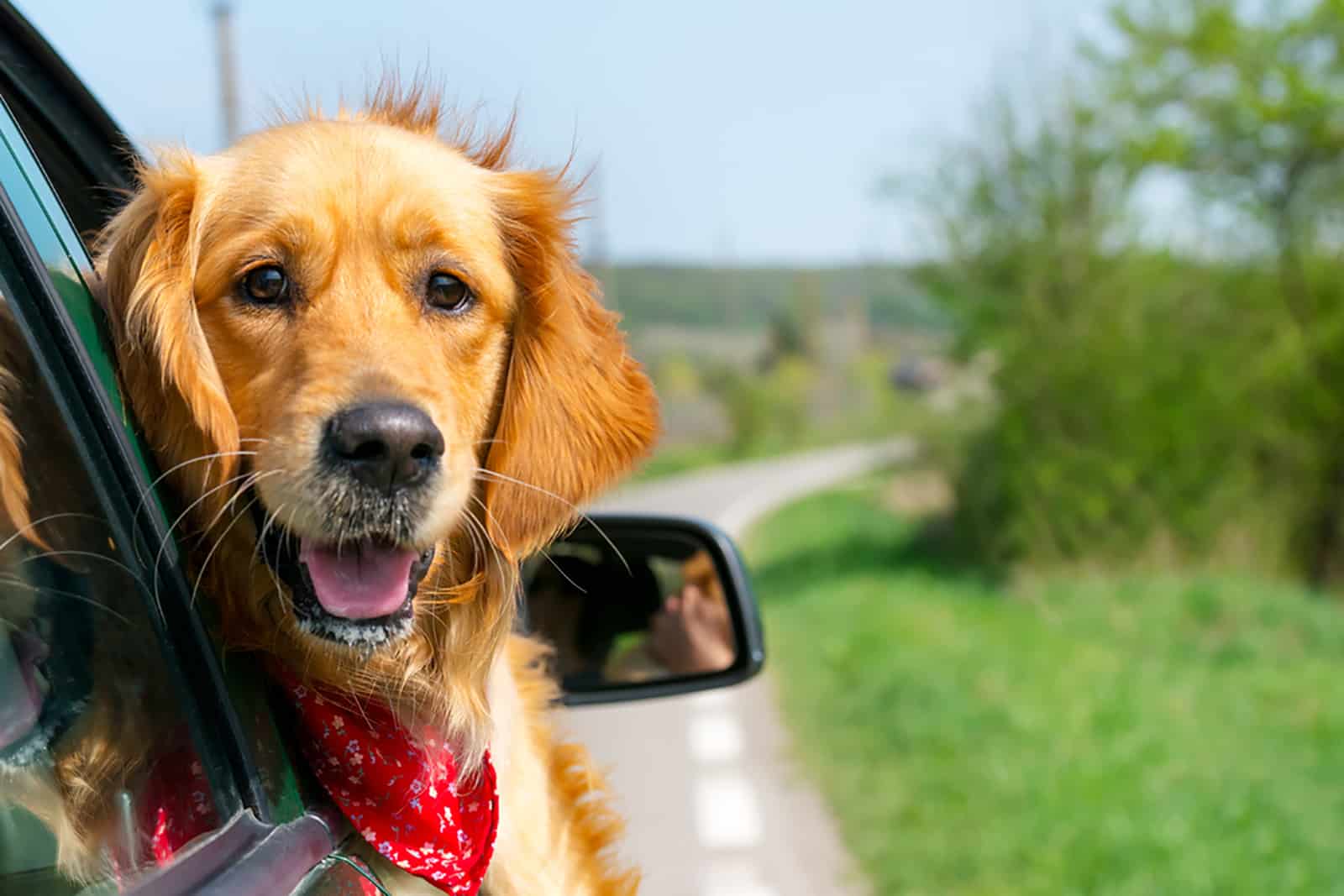 golden retriever looking out of car window