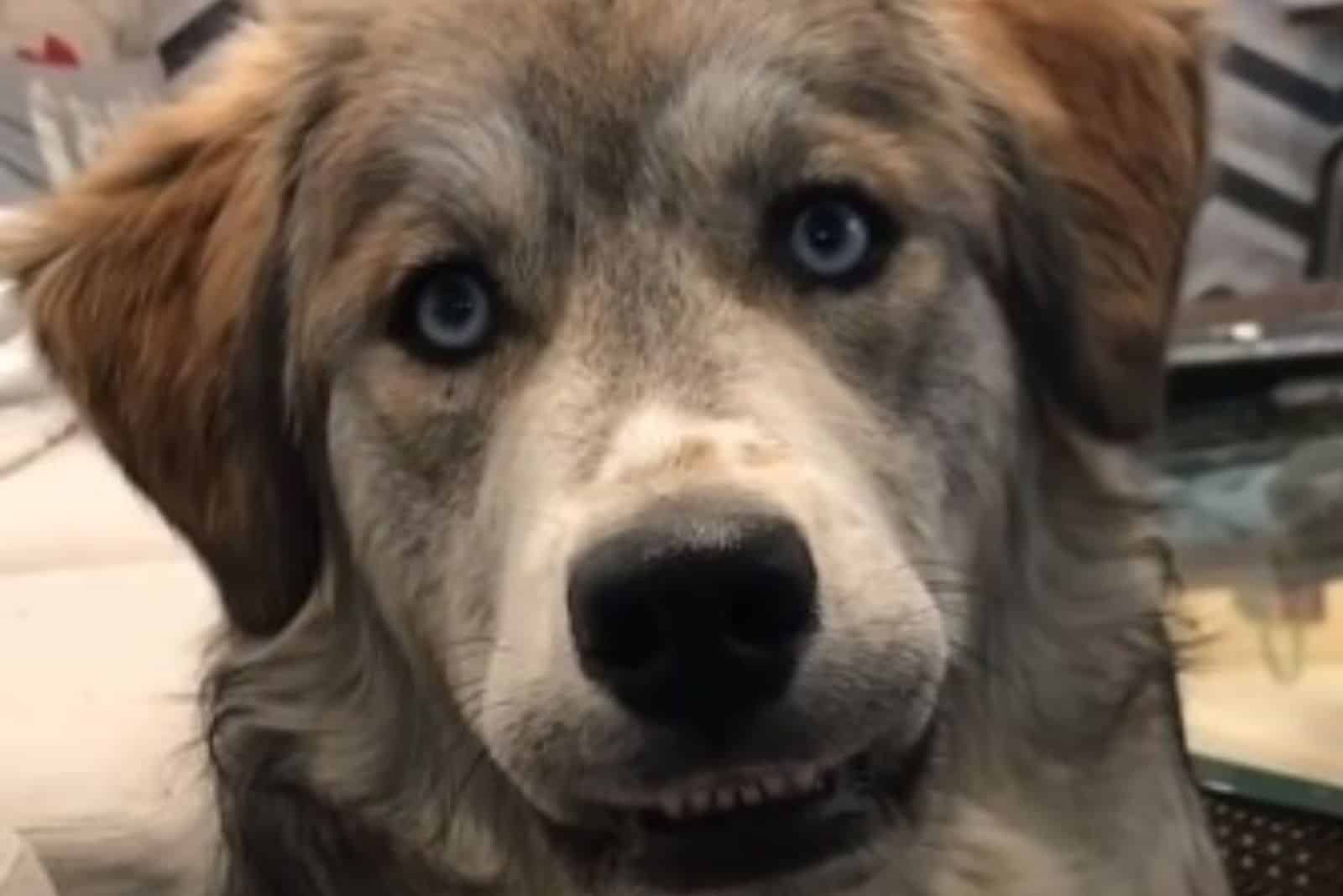 golden retriever and a siberian husky mix dog