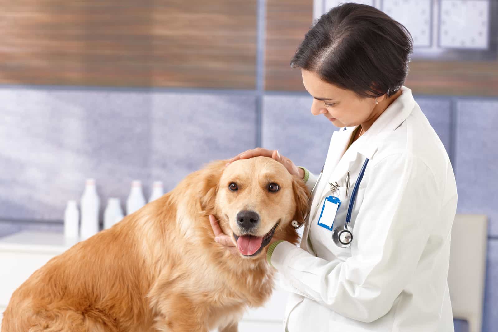 Golden Retriever at vet